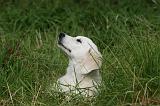 GOLDEN RETRIEVER 948